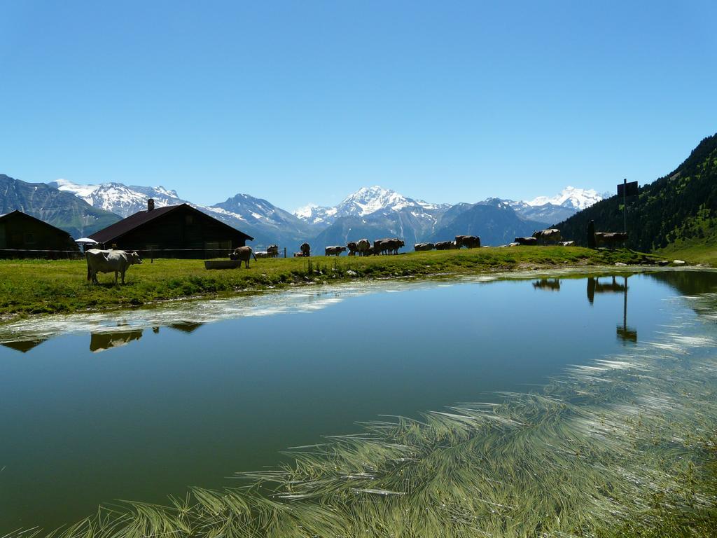 Chalet Enzian Riederalp Eksteriør billede